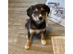 Adopt Puppy Kiwi a Tricolor (Tan/Brown & Black & White) Beagle / Mixed dog in