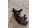 Adopt Willow a Tortoiseshell Domestic Mediumhair / Mixed (medium coat) cat in