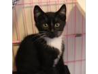 Adopt Wolverine a All Black Domestic Shorthair / Mixed cat in Priest River