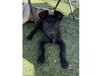 Adopt Piper a Black Miniature Pinscher / Labrador Retriever / Mixed dog in Los