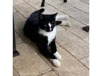 Adopt Lava a All Black Domestic Shorthair / Mixed cat in Lihue, HI (34719913)
