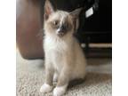 Adopt Pickles a Gray or Blue Snowshoe / Mixed cat in Chesapeake, VA (34719746)