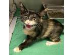 Adopt Reese's Puffs a Calico or Dilute Calico Domestic Shorthair / Mixed cat in