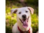 Adopt Goldie a White - with Tan, Yellow or Fawn Labrador Retriever / Spaniel