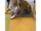 Adopt Jenny a Brown/Chocolate Pit Bull Terrier / Mixed dog in Philadelphia