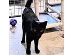 Adopt Sam Harper a All Black Domestic Shorthair / Mixed cat in Huntsville
