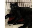 Adopt Ginkgo a All Black Domestic Mediumhair / Mixed cat in Hopkinton