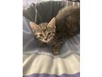 Adopt Esme a Brown Tabby Domestic Shorthair (short coat) cat in Toronto