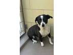 Adopt Dog a White - with Black Beagle / Mixed dog in Jurupa Valley