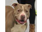 Adopt Grover a Tan/Yellow/Fawn Mixed Breed (Large) / Mixed dog in Philadelphia