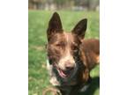 Adopt Dani a Brown/Chocolate - with White Australian Cattle Dog / Border Collie