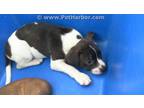 Adopt A1148104 a White - with Black American Pit Bull Terrier / Mixed dog in