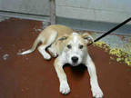 Adopt KENNY a White - with Tan, Yellow or Fawn Labrador Retriever / Mixed dog in