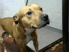Adopt KING KONG a Tan/Yellow/Fawn - with White American Pit Bull Terrier / Mixed