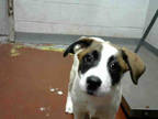 Adopt DOLLY a White - with Tan, Yellow or Fawn German Shepherd Dog / Mixed dog