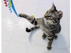 Adopt OSCAR a Brown Tabby Domestic Shorthair / Mixed (short coat) cat in
