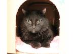 Adopt Lucy A Domestic Mediumhair / Mixed Cat In Sioux City, IA (34719420)