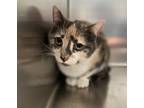 Adopt Cleo a Domestic Shorthair / Mixed cat in Sioux City, IA (34719418)