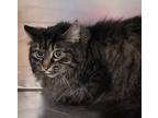 Adopt Boo Boo a Domestic Mediumhair / Mixed cat in Sioux City, IA (34719416)