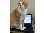 Adopt Simon a Orange or Red Tabby Domestic Shorthair / Mixed (short coat) cat in
