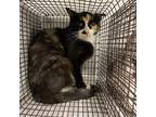 Adopt Davina a All Black Domestic Shorthair / Mixed cat in Edinburg