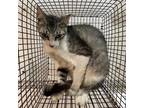 Adopt Reptile a Gray or Blue Domestic Shorthair / Mixed cat in Edinburg