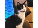 Adopt Dizzy a Black & White or Tuxedo Domestic Shorthair (short coat) cat in