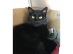 Adopt Zara a Domestic Shorthair / Mixed cat in Salmon Arm, BC (34719429)