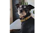 Adopt Bernard a Miniature Pinscher / Mixed dog in West Vancouver, BC (34719099)