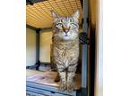Adopt Bruce a Domestic Shorthair / Mixed cat in Port Alberni, BC (34719095)