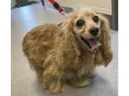 Adopt Remy a Cocker Spaniel / Dachshund / Mixed dog in Sheboygan, WI (34719071)
