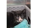Adopt Duckie a Domestic Shorthair / Mixed cat in Golden, CO (34719294)