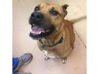 Adopt Steven a Tan/Yellow/Fawn Mixed Breed (Large) / Mixed dog in Gadsden