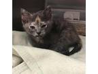 Adopt Mee Mee (Mee Maw) a Gray or Blue Domestic Shorthair / Mixed cat in