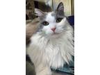 Adopt Fluffy a Domestic Longhair / Mixed (medium coat) cat in Sechelt