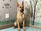 Adopt DIAMOND a Brown/Chocolate German Shepherd Dog / Mixed dog in Castaic