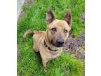 Adopt Louie a Pit Bull Terrier / German Shepherd Dog / Mixed dog in Comox