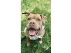 Adopt Meka a Pit Bull Terrier / Mixed dog in Abbotsford, BC (34718958)