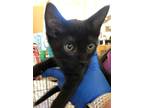Adopt Bud a Domestic Shorthair / Mixed cat in Santa Rosa, CA (34717204)