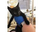 Adopt Dahlia a Domestic Shorthair / Mixed cat in Santa Rosa, CA (34717202)