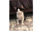 Adopt Dolce a Black & White or Tuxedo Domestic Shorthair (short coat) cat in
