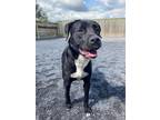 Adopt Ruger a Labrador Retriever / Mixed dog in Quakertown, PA (34718891)