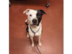 Adopt Rufus a Black American Staffordshire Terrier / Boxer dog in Douglasville