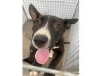Adopt LOLA a Black - with White German Shepherd Dog / Mixed dog in Dallas