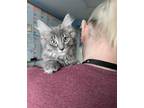 Adopt BODHI a Brown Tabby Domestic Shorthair / Mixed (short coat) cat in