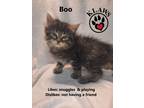 Adopt Boo a Brown Tabby Domestic Shorthair (short coat) cat in Lindsay