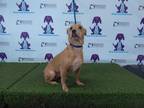Adopt SCOOBY a Tan/Yellow/Fawn - with White Jack Russell Terrier / Labrador