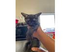 Adopt KELO a Gray or Blue Domestic Shorthair / Mixed (short coat) cat in
