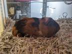 Adopt Hemi a Orange Guinea Pig small animal in Wichita, KS (34718432)
