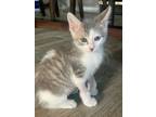 Adopt Luigi A Maine Coon / Mixed (medium Coat) Cat In Phoenix, AZ (34718591)
